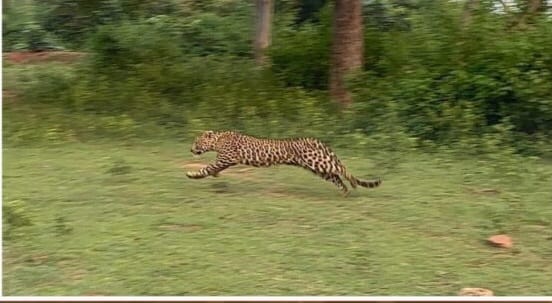 चंद्रप्रभा सैंक्चुअरी में लौटी जंगल की शान, गुलदार को मिला नया ठिकाना